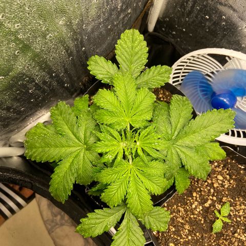 Gelato Auto 🍦  growlog photo: Finalmente esquentou por aqui, planta destravou e o broto da White Widow também 🙏🏽