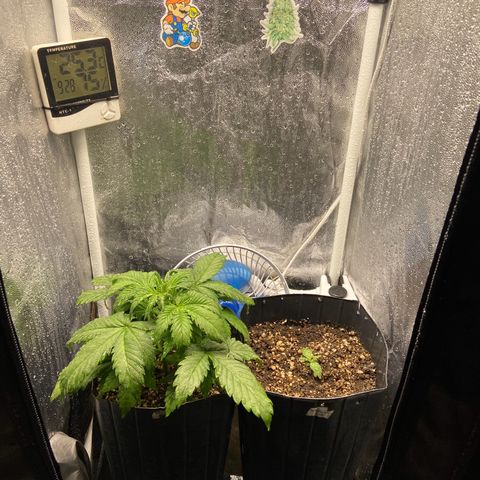 Gelato Auto 🍦  growlog photo: Finalmente esquentou por aqui, planta destravou e o broto da White Widow também 🙏🏽