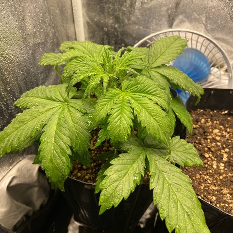 Gelato Auto 🍦  growlog photo: Finalmente esquentou por aqui, planta destravou e o broto da White Widow também 🙏🏽