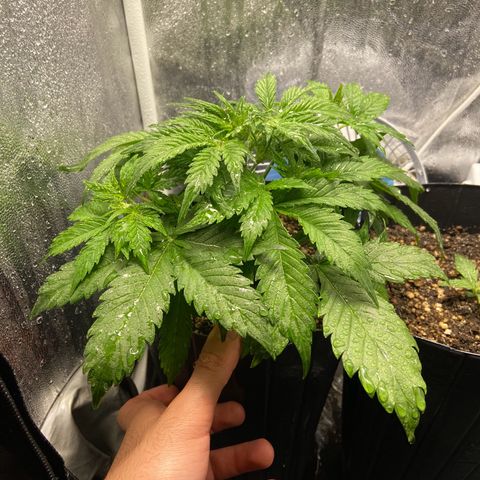 Gelato Auto 🍦  growlog photo: Em apenas 1 dia a planta já comeu os nutrientes e cresceu absurdamente 
Calor é vida para elas, por aqui tempo quente 🥵 vai entender essa Curitiba 