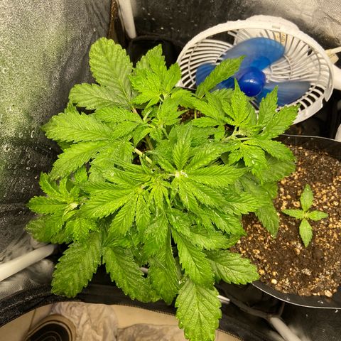 Gelato Auto 🍦  growlog photo: Em apenas 1 dia a planta já comeu os nutrientes e cresceu absurdamente 
Calor é vida para elas, por aqui tempo quente 🥵 vai entender essa Curitiba 