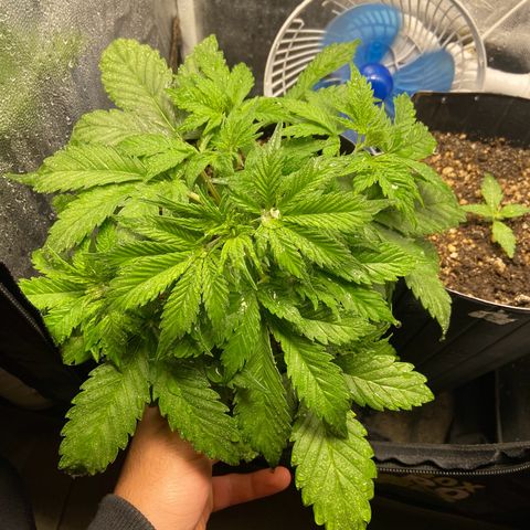 Gelato Auto 🍦  growlog photo: Em apenas 1 dia a planta já comeu os nutrientes e cresceu absurdamente 
Calor é vida para elas, por aqui tempo quente 🥵 vai entender essa Curitiba 