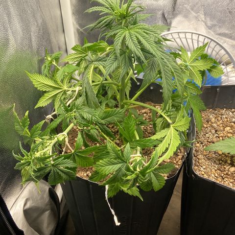 Gelato Auto 🍦  growlog photo: Amarras e desfolhação 