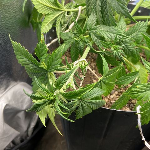 Gelato Auto 🍦  growlog photo: Amarras e desfolhação 