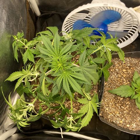 Gelato Auto 🍦  growlog photo: Amarras e desfolhação 