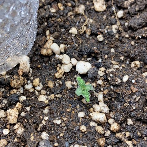 White Widow 02 AUTO🕷️ growlog photo: Desamarelou as pontas dos cotilédones e está mais verde, desenvolveu um tanto, agora vai 🤞🏽