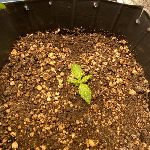 White Widow 02 AUTO🕷️ growlog photo: Destravou finalmente 🙏🏽
Primeira rega 