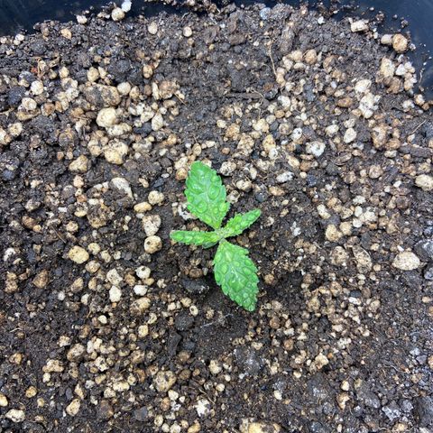 White Widow 02 AUTO🕷️ growlog photo: Destravou finalmente 🙏🏽
Primeira rega 