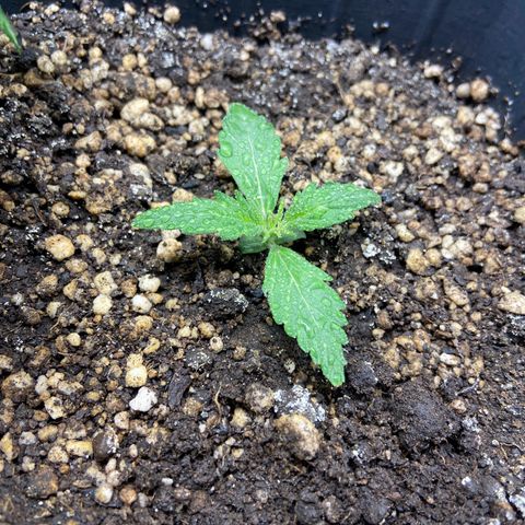 White Widow 02 AUTO🕷️ growlog photo: Tirei o capacete dela pois já está em um tamanho bom para manter sobre a luz 