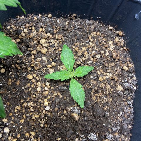 White Widow 02 AUTO🕷️ growlog photo: Tirei o capacete dela pois já está em um tamanho bom para manter sobre a luz 
