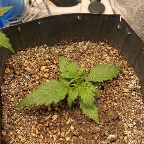 White Widow 02 AUTO🕷️ growlog photo: Se desenvolvendo bem 🙏🏽
Logo menos primeira rega com nutrientes 