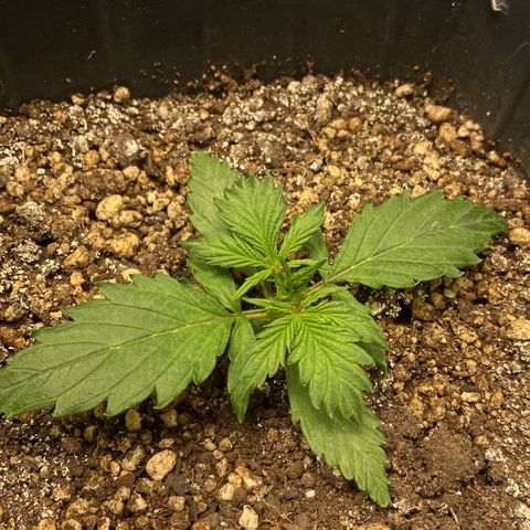 White Widow 02 AUTO🕷️ growlog photo: Se desenvolvendo bem 🙏🏽
Logo menos primeira rega com nutrientes 