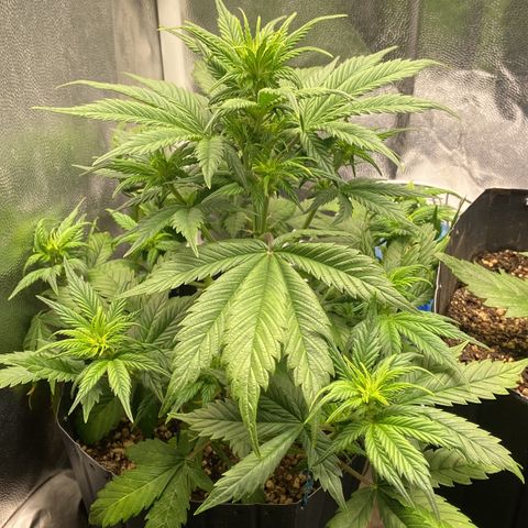 Gelato Auto 🍦  growlog photo: Planta respondeu super bem a desfolhação e LST 🙏🏽
Por aqui o tempo deu uma esquentada então colaborou muito para o desenvolvimento da planta  