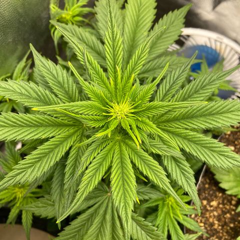 Gelato Auto 🍦  growlog photo: Planta respondeu super bem a desfolhação e LST 🙏🏽
Por aqui o tempo deu uma esquentada então colaborou muito para o desenvolvimento da planta  