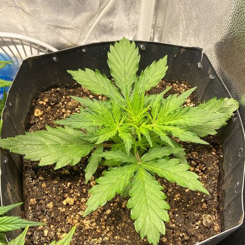 White Widow 02 AUTO🕷️ growlog timeline photo