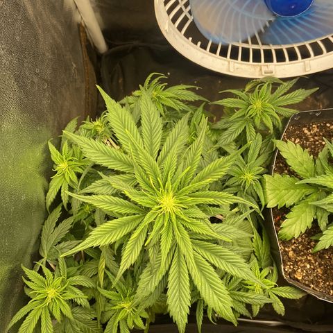 Gelato Auto 🍦  growlog photo: Planta se desenvolvendo super bem, logo menos irei fazer mais uma desfolhação pois já cresceu bastante folhas 
Planta já tem sinais dos primeiros pistilos, vou aguardar mais uma semana para ver o desenvolvimento e definir a pré flora 