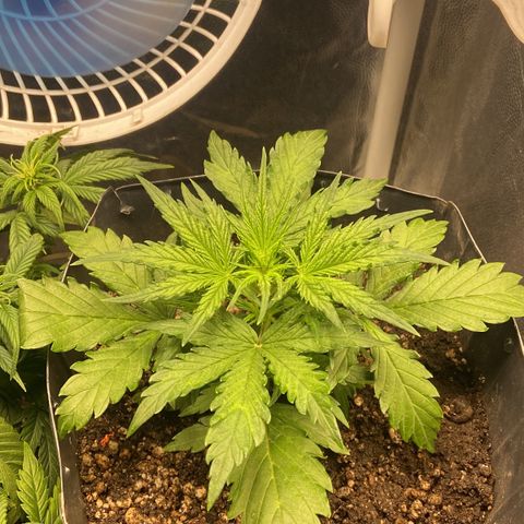 White Widow 02 AUTO🕷️ growlog photo: Planta já está com 15 dias e se desenvolvendo bem, fiz a primeira rega de nutrientes para ter um crescimento forte e saudável no tempo certo
