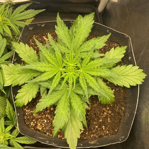 White Widow 02 AUTO🕷️ growlog photo: Planta já está com 15 dias e se desenvolvendo bem, fiz a primeira rega de nutrientes para ter um crescimento forte e saudável no tempo certo