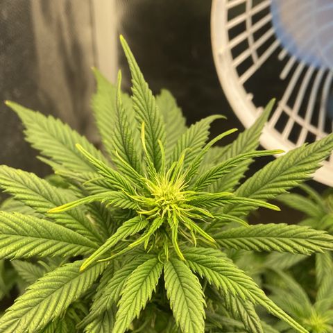 Gelato Auto 🍦  growlog photo: Planta se desenvolvendo super bem, logo menos irei fazer mais uma desfolhação pois já cresceu bastante folhas 
Planta já tem sinais dos primeiros pistilos, vou aguardar mais uma semana para ver o desenvolvimento e definir a pré flora 