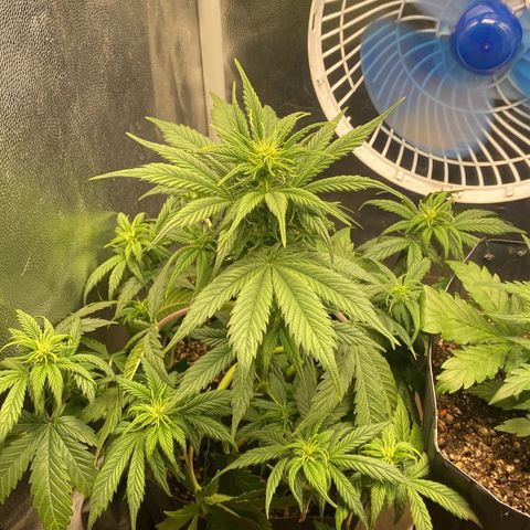 Gelato Auto 🍦  growlog photo: Planta se desenvolvendo super bem, logo menos irei fazer mais uma desfolhação pois já cresceu bastante folhas 
Planta já tem sinais dos primeiros pistilos, vou aguardar mais uma semana para ver o desenvolvimento e definir a pré flora 