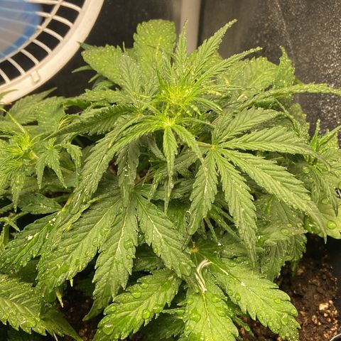 White Widow 02 AUTO🕷️ growlog timeline photo