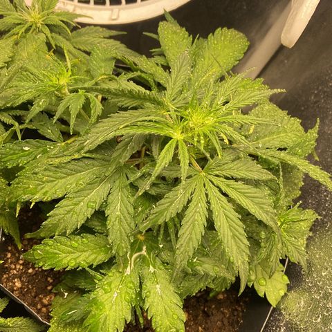 White Widow 02 AUTO🕷️ growlog timeline photo