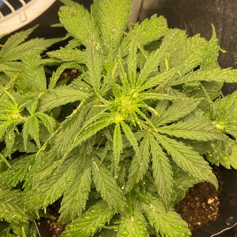 White Widow 02 AUTO🕷️ growlog timeline photo