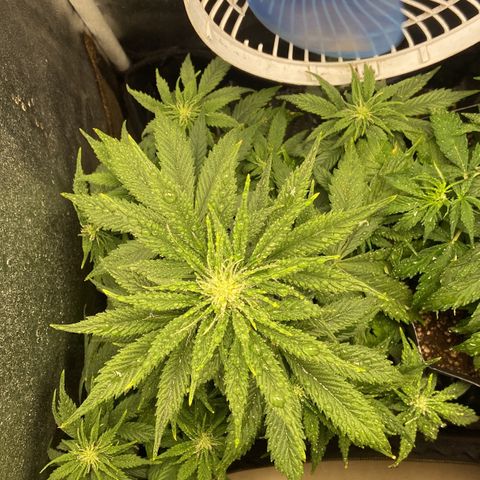 Gelato Auto 🍦  growlog timeline photo