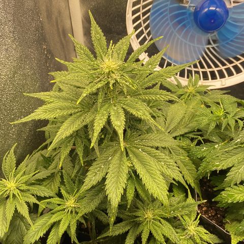 Gelato Auto 🍦  growlog timeline photo