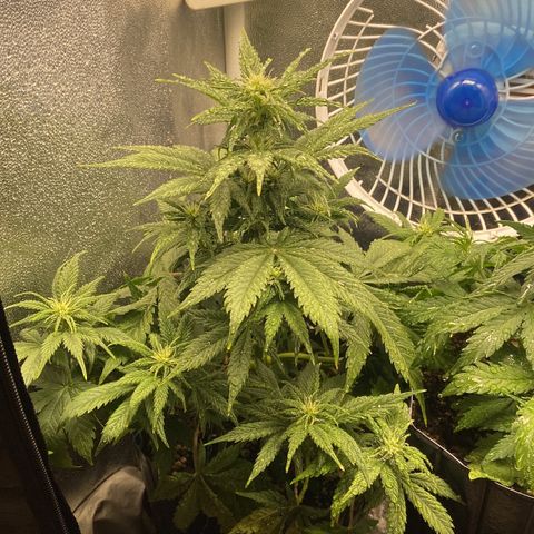 Gelato Auto 🍦  growlog timeline photo