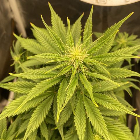 Gelato Auto 🍦  growlog photo: Por aqui anda tudo muito bem e floração segue normal, só estou com um pouco de problema em relação as temperaturas altas por aqui, as luzes apagam as 12:00 e ligam as 16:00 isso já ajuda a evitar um calor execessivo durante a tarde