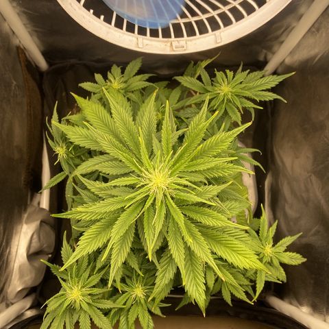 Gelato Auto 🍦  growlog photo: Por aqui anda tudo muito bem e floração segue normal, só estou com um pouco de problema em relação as temperaturas altas por aqui, as luzes apagam as 12:00 e ligam as 16:00 isso já ajuda a evitar um calor execessivo durante a tarde