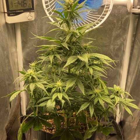 Gelato Auto 🍦  growlog photo: Por aqui anda tudo muito bem e floração segue normal, só estou com um pouco de problema em relação as temperaturas altas por aqui, as luzes apagam as 12:00 e ligam as 16:00 isso já ajuda a evitar um calor execessivo durante a tarde