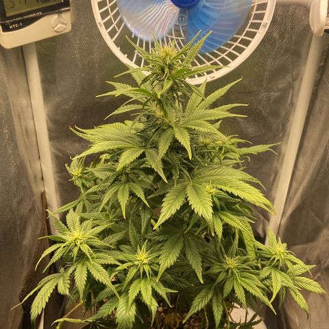 Gelato Auto 🍦  growlog photo: Por aqui anda tudo muito bem e floração segue normal, só estou com um pouco de problema em relação as temperaturas altas por aqui, as luzes apagam as 12:00 e ligam as 16:00 isso já ajuda a evitar um calor execessivo durante a tarde