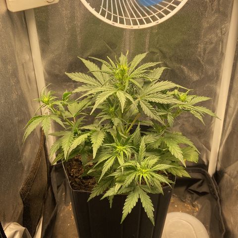 White Widow 02 AUTO🕷️ growlog photo: Planta está com o crescimento meio tímido mas segue crescendo e se desenvolvendo 