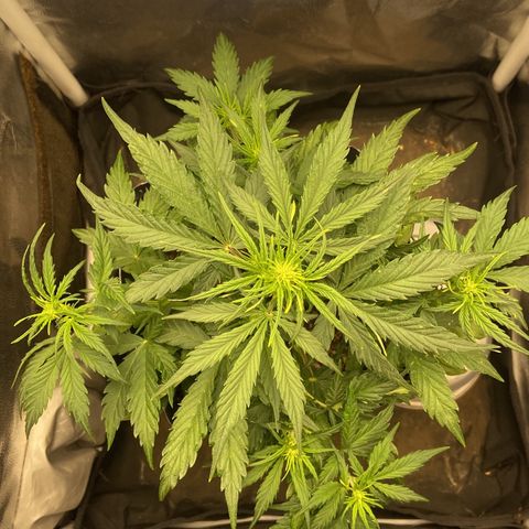 White Widow 02 AUTO🕷️ growlog photo: Planta está com o crescimento meio tímido mas segue crescendo e se desenvolvendo 
