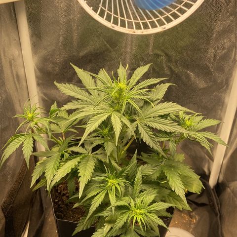 White Widow 02 AUTO🕷️ growlog photo: Planta está com o crescimento meio tímido mas segue crescendo e se desenvolvendo 