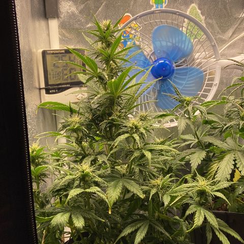 Gelato Auto 🍦  growlog timeline photo