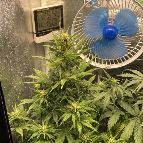 Gelato Auto 🍦  growlog timeline photo