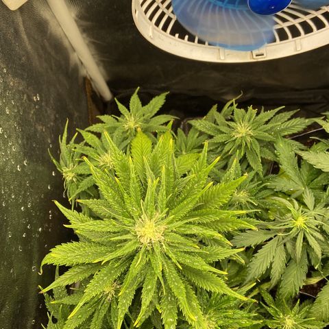 Gelato Auto 🍦  growlog timeline photo