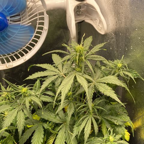 White Widow 02 AUTO🕷️ growlog photo: Aparentemente a planta começou a brotar seus primeiros pistilhos, vamos ver se realmente já vai florir, pelo tempo de vida está na hora mesmo mas a estatura ficou pequena ☹️