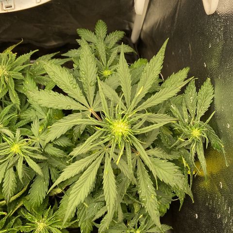 White Widow 02 AUTO🕷️ growlog photo: Aparentemente a planta começou a brotar seus primeiros pistilhos, vamos ver se realmente já vai florir, pelo tempo de vida está na hora mesmo mas a estatura ficou pequena ☹️