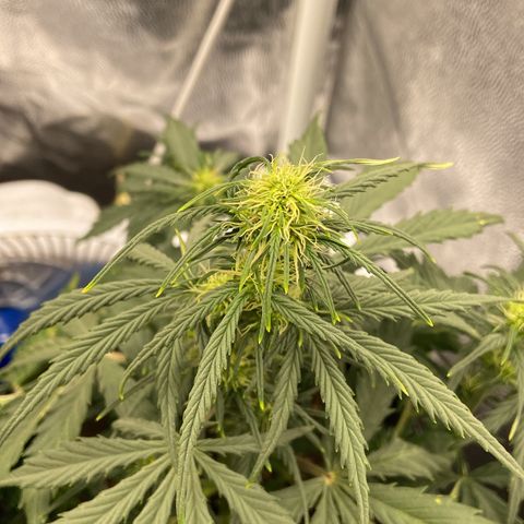 White Widow 02 AUTO🕷️ growlog photo: Definitivamente a planta entrou na flora, pequena mas parece estar saudável e irá se desenvolver bem, mas apresentou sinais de overfert, por isso reguei apenas com água agora por começo, daqui 2 dias aplico a primeira rega de nutrientes de flora 