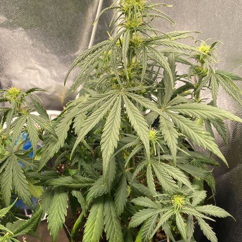 White Widow 02 AUTO🕷️ growlog photo: Definitivamente a planta entrou na flora, pequena mas parece estar saudável e irá se desenvolver bem, mas apresentou sinais de overfert, por isso reguei apenas com água agora por começo, daqui 2 dias aplico a primeira rega de nutrientes de flora 