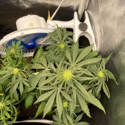 White Widow 02 AUTO🕷️ growlog photo: Definitivamente a planta entrou na flora, pequena mas parece estar saudável e irá se desenvolver bem, mas apresentou sinais de overfert, por isso reguei apenas com água agora por começo, daqui 2 dias aplico a primeira rega de nutrientes de flora 