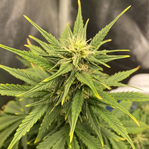 Gelato Auto 🍦  growlog photo: Sinais de overtfet, atento a nutrição e na próxima rega medição do pH para ver se está tudo em ordem 