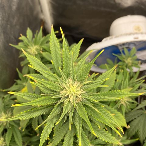 Gelato Auto 🍦  growlog photo: Sinais de overtfet, atento a nutrição e na próxima rega medição do pH para ver se está tudo em ordem 