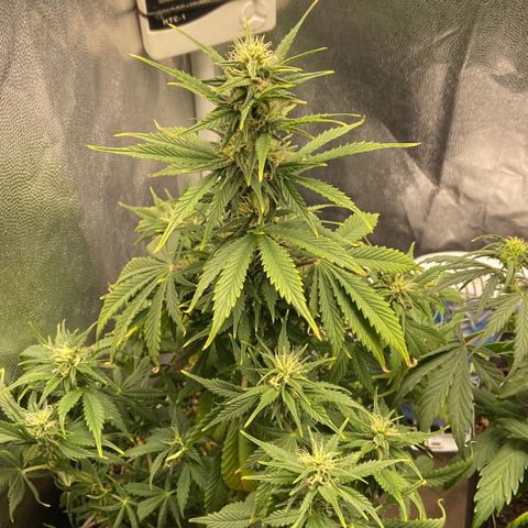 Gelato Auto 🍦  growlog timeline photo