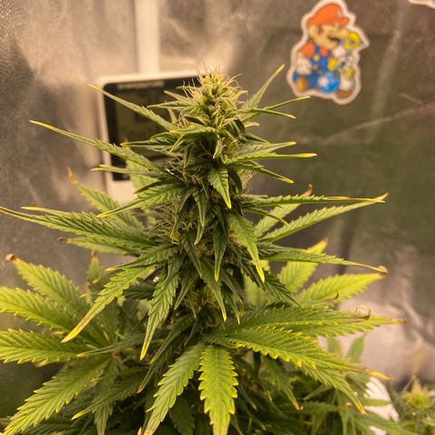 Gelato Auto 🍦  growlog timeline photo