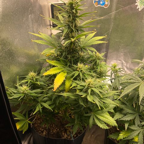 Gelato Auto 🍦  growlog timeline photo
